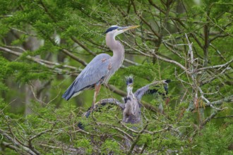 The heron stands in the nest next to its young, protected by dense cypress forest, Canada Heron