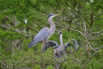A heron stands with spread wings next to fledglings in the nest in the cypress forest, Canada Heron