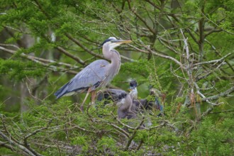 Heron with young birds in the nest on a tree, surrounded by cypress forest, Canadian Heron (Ardea