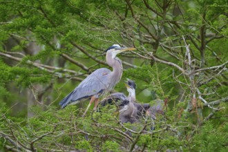 A heron and fledglings in the nest, surrounded by cypress forest and green branches, Canada Heron