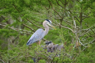 A heron stands in a nest with young on branches, surrounded by dense green vegetation in the