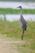 A lone crane stands on a path with water in the background, Canada cranes or Florida cranes (Grus