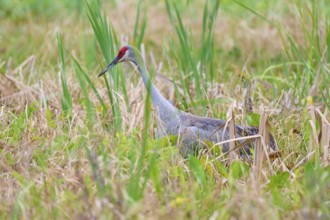 A crane stands in the green grass, surrounded by reeds, tranquillity in nature, Canada cranes or