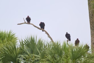 Some vultures sitting on a branch high above green palm trees in front of a bright sky, Turkey