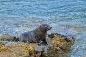 A seal sits serenely on rocks by the ocean, the calm blue water framing the scene, New Zealand fur