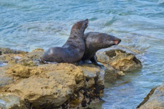 Two seals cuddling together on rocks close to the water of the sea, New Zealand fur seal