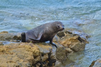 A seal rests on rocks at the edge of the ocean with gentle waves in the background, New Zealand fur