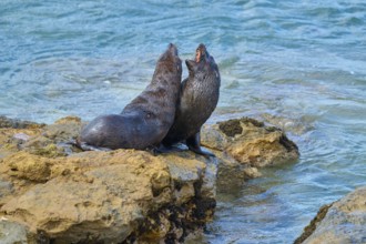 Two seals interacting on rocks by the sea, surrounded by moving water, New Zealand fur seal