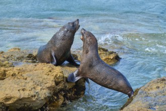 Two seals on rocks in the sea, communicative behaviour in the clear blue water, New Zealand fur