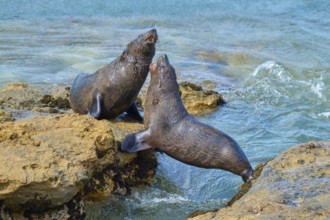Two seals on rocks at the ocean's edge, playful interaction in the blue water, New Zealand fur seal