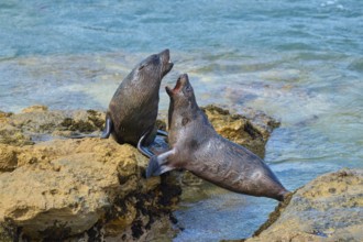 Two seals in intense play on the rocks near the sea, New Zealand fur seal (Arctocephalus forsteri),