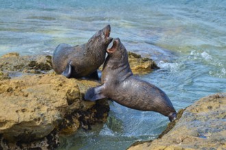 Lively interaction of two seals on rocks near water, New Zealand fur seal (Arctocephalus forsteri),