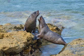 New Zealand fur seal (Arctocephalus forsteri), Shag Point Lookout, Shag Point, Palmerston, Otago,