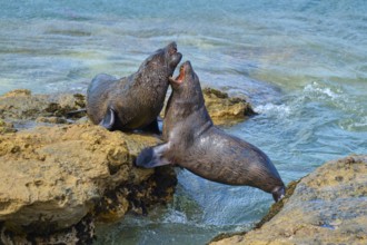 Two seals are in lively exchange near the seashore, New Zealand fur seal (Arctocephalus forsteri),