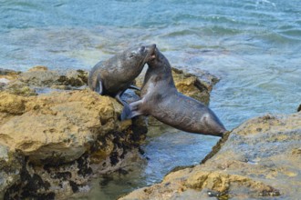 Two seals energetically playing on the rocks near the sea, New Zealand fur seal (Arctocephalus