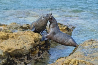 Active play of seals on rocky shoreline at water's edge, New Zealand fur seal (Arctocephalus