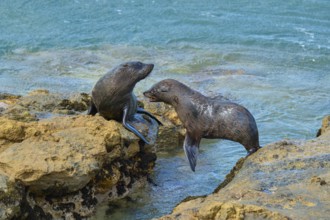 Two seals communicating lively on the rocks at the water's edge, New Zealand fur seal