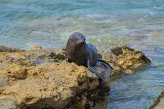 New Zealand fur seal (Arctocephalus forsteri) resting on a rock near the water, Shag Point Lookout,