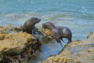 Two seals interacting on rocky shoreline by the sea, New Zealand fur seal (Arctocephalus forsteri),
