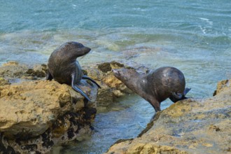 Two seals communicating on rocky shore by the sea, New Zealand fur seal (Arctocephalus forsteri),
