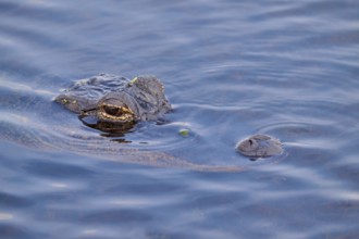 An alligator in the blue river, partly above water, showing its camouflage, American alligator