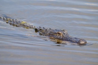An alligator swims on the water surface with gentle blue waves, American alligator (Alligator