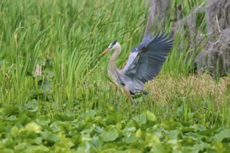 A heron with outstretched wings in a marshy area with lush vegetation, Canada Heron (Ardea