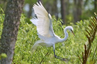 A white egret spreads its wings while flying in green surroundings, Great Egret (Egretta alba),