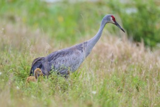 A crane with a chick in the tall grass, showing protection and closeness to nature, Canada cranes