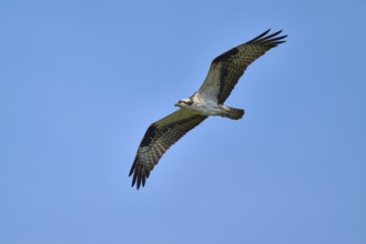 An osprey flies majestically in the blue sky, Osprey (Pandion haliaetus), Orlando Wetlands,