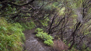 PR6 hiking trail to the 25 springs, along water channel, Levada das 25 Fontes, laurel forest,
