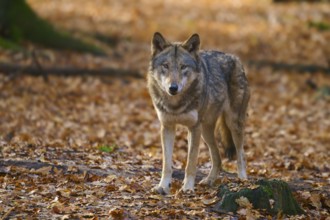 A wolf looks attentively in autumn forest, Wolf (Canis lupus), Germany