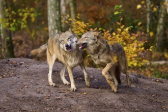 Two wolves playing with each other in autumn forest, Wolf (Canis lupus), Germany