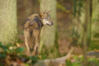 A wolf stands in the forest and looks over his shoulder, Wolf (Canis lupus), Germany