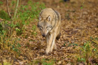 A wolf walks attentively through the autumn forest, Wolf (Canis lupus), Germany