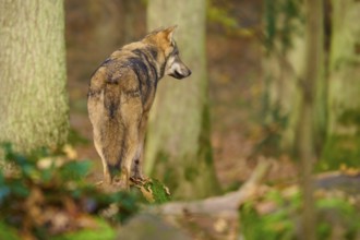 A wolf stands in autumn forest and looks to the side, Wolf (Canis lupus), Germany