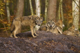 A wolf trotting next to resting pack members in the forest, Wolf (Canis lupus), Germany
