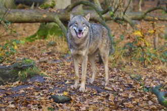 Wolf smiling in autumn forest, Wolf (Canis lupus), Germany