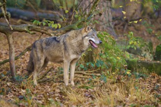 Wolf watching curiously in autumn forest, Wolf (Canis lupus), Germany