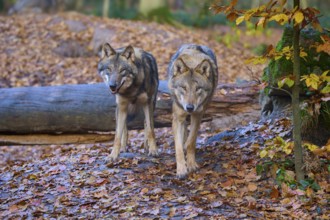Two wolves walking in autumn forest, Wolf (Canis lupus), Germany