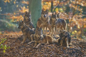 Wolf pack in autumn forest on a leafy hill, wolf (Canis lupus), Germany