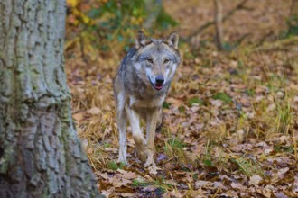 Wolf running through the autumnal, leaf-covered forest, Wolf (Canis lupus), Germany