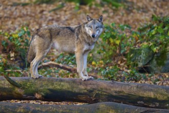 Wolf standing on a tree trunk in autumn forest, Wolf (Canis lupus), Germany