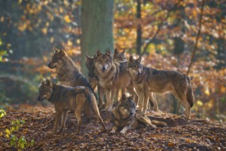 A pack of wolves stands at attention on a leaf-covered hill in the forest, Wolf (Canis lupus),