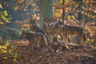 Pack of wolves standing close together on a leaf-covered hill in the forest, Wolf (Canis lupus),