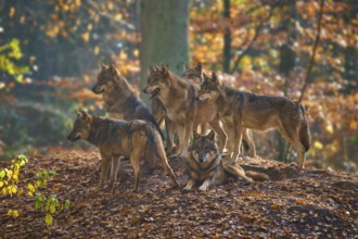 A pack of wolves gathers on a hill in autumn forest, Wolf (Canis lupus), Germany