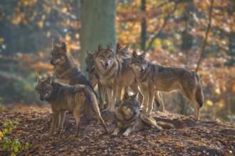 Pack of wolves standing together on a hill in a colourful autumn forest, Wolf (Canis lupus),