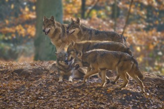 A pack of wolves standing together on a leaf-covered hill in the forest, Wolf (Canis lupus),
