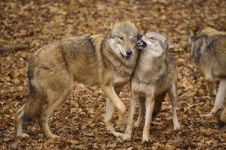 Two wolves playfully interacting on a leaf-covered forest floor, wolf (Canis lupus), Germany