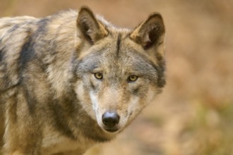 A wolf looking head-on with an attentive expression in autumn forest, Wolf (Canis lupus), Germany